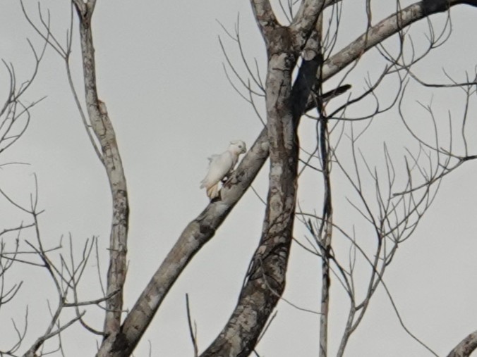 Solomons Corella - ML639318142