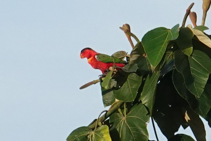 Yellow-bibbed Lory - ML639318143