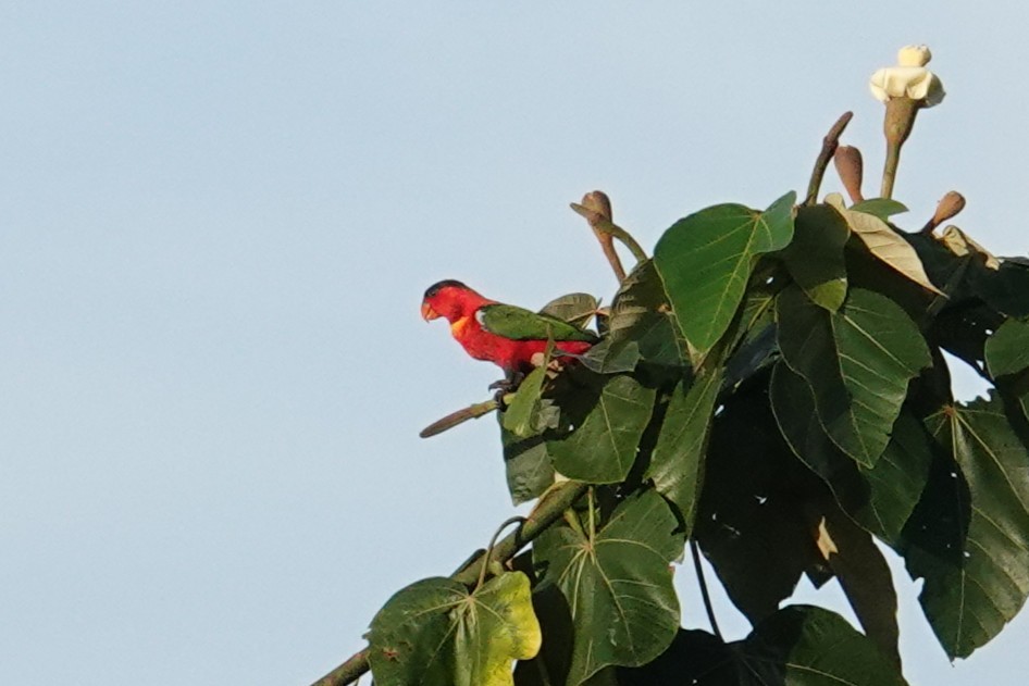 Yellow-bibbed Lory - ML639318145