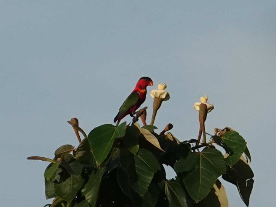 Yellow-bibbed Lory - ML639318146
