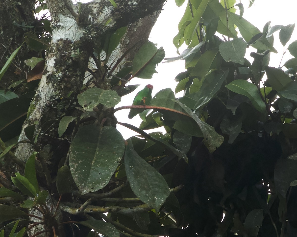 Moluccan Hanging-Parrot - ML639318159