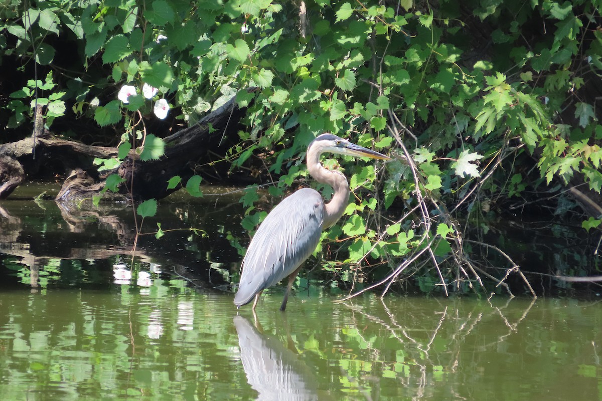 Great Blue Heron - ML639318190