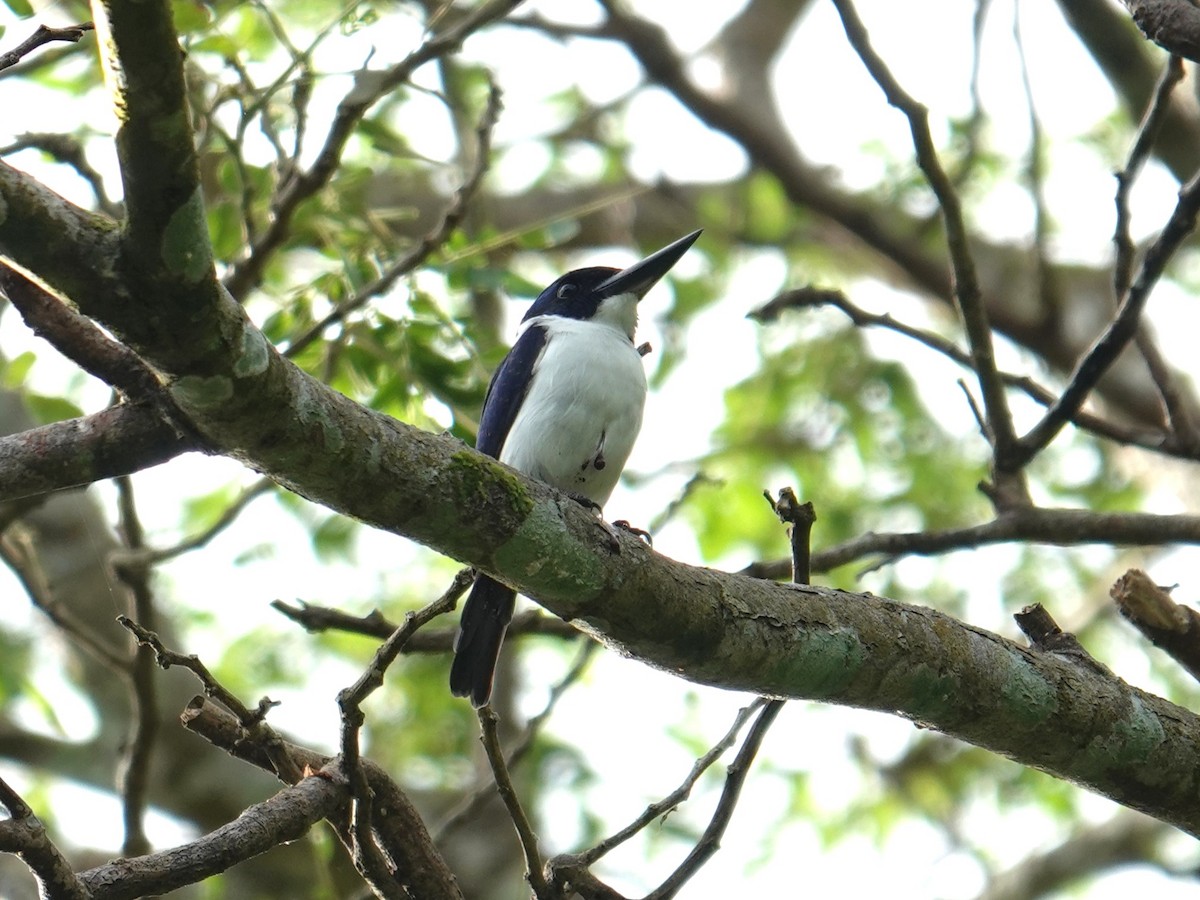 Ultramarine Kingfisher - ML639318218