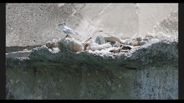 Black-naped Tern - ML639318224