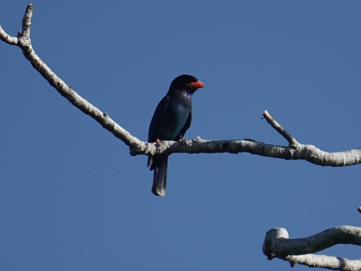 Dollarbird - ML639318299
