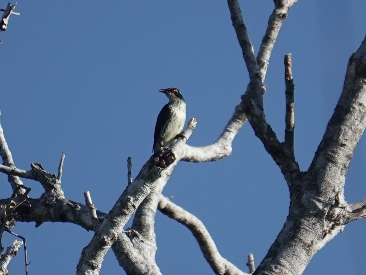 Metallic Starling - ML639318307
