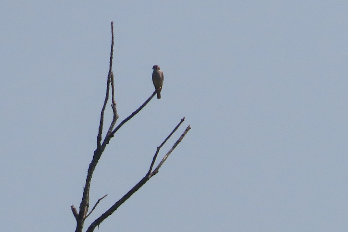 American Kestrel - ML639318312