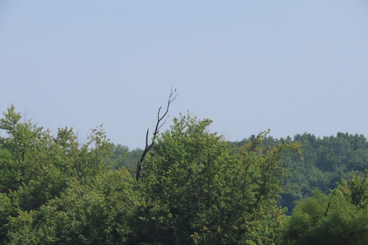 American Kestrel - ML639318314