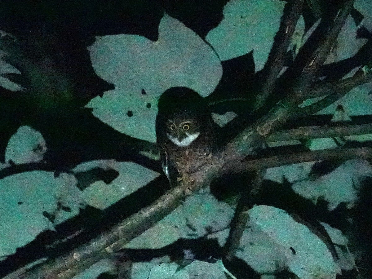 Guadalcanal Owl - ML639318322