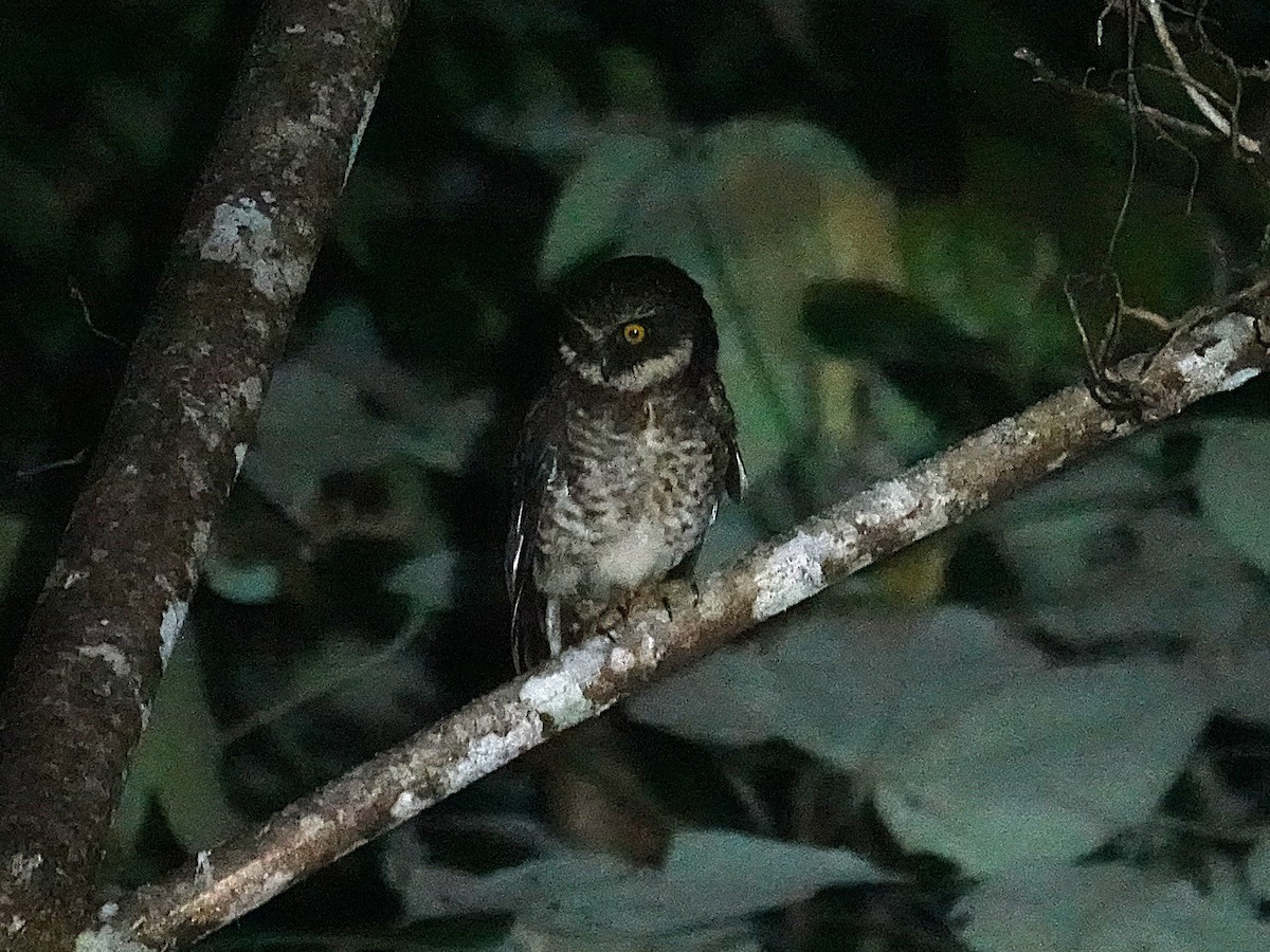 Guadalcanal Owl - ML639318323