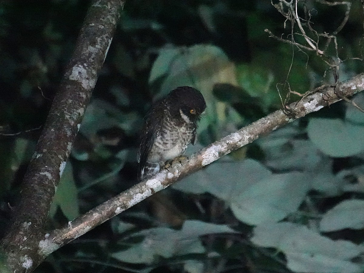Guadalcanal Owl - ML639318325