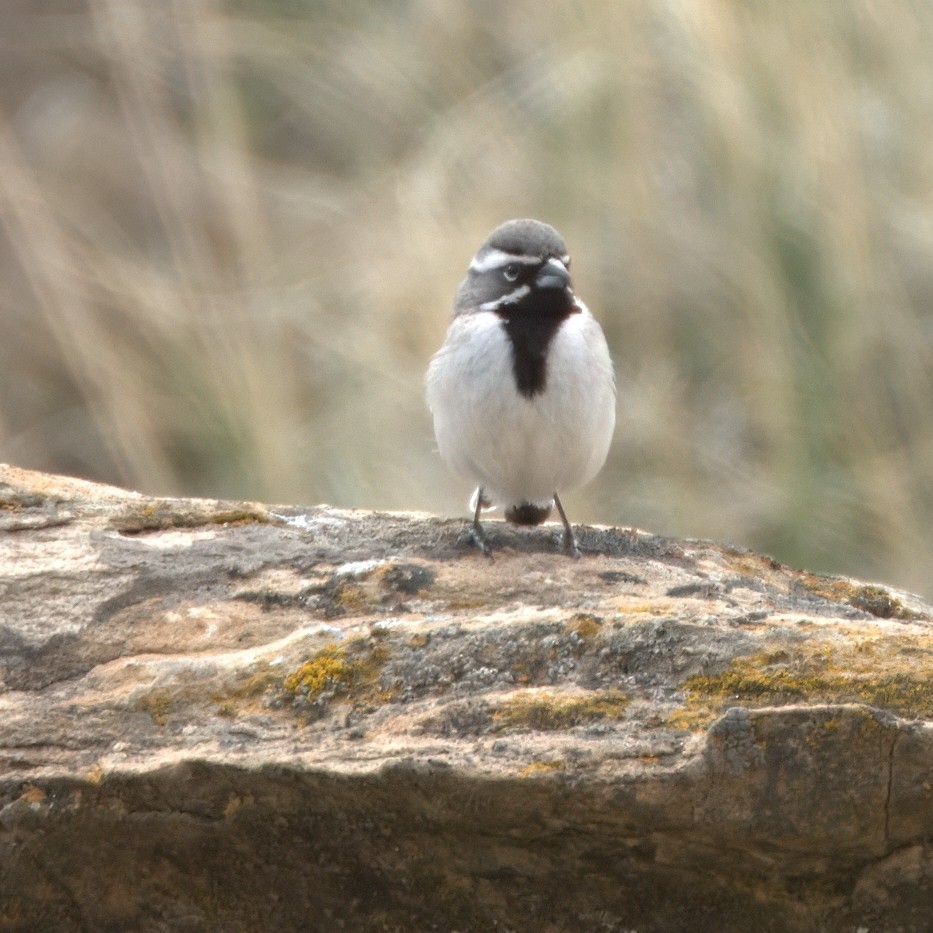 Black-throated Sparrow - ML639318347