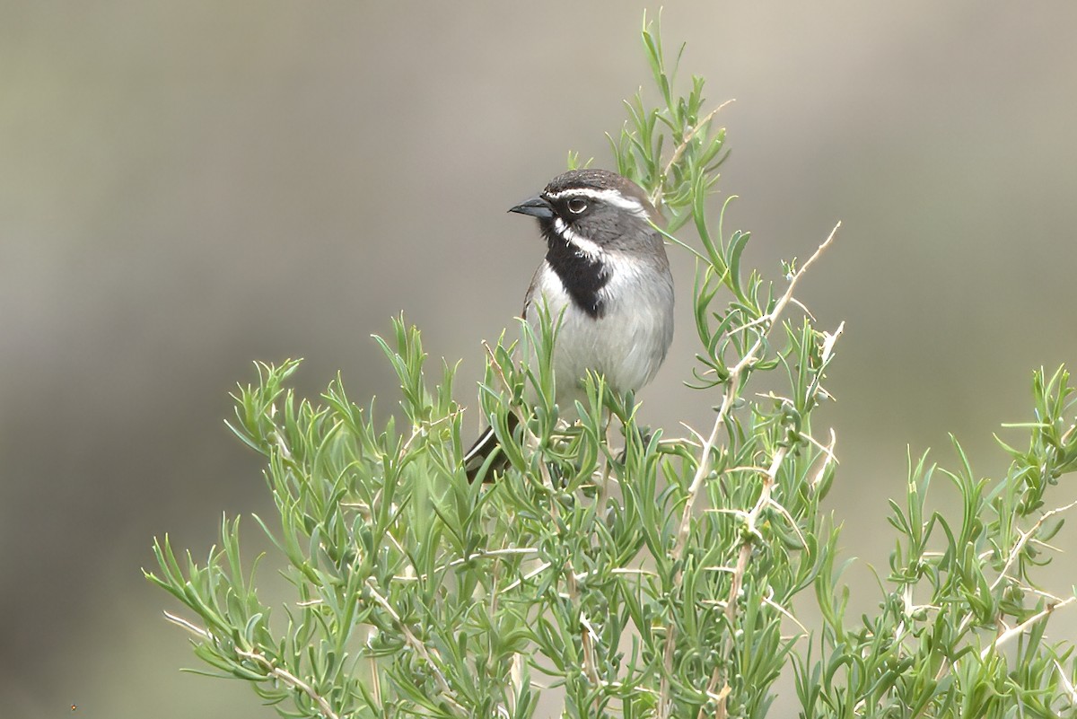 Black-throated Sparrow - ML639318348