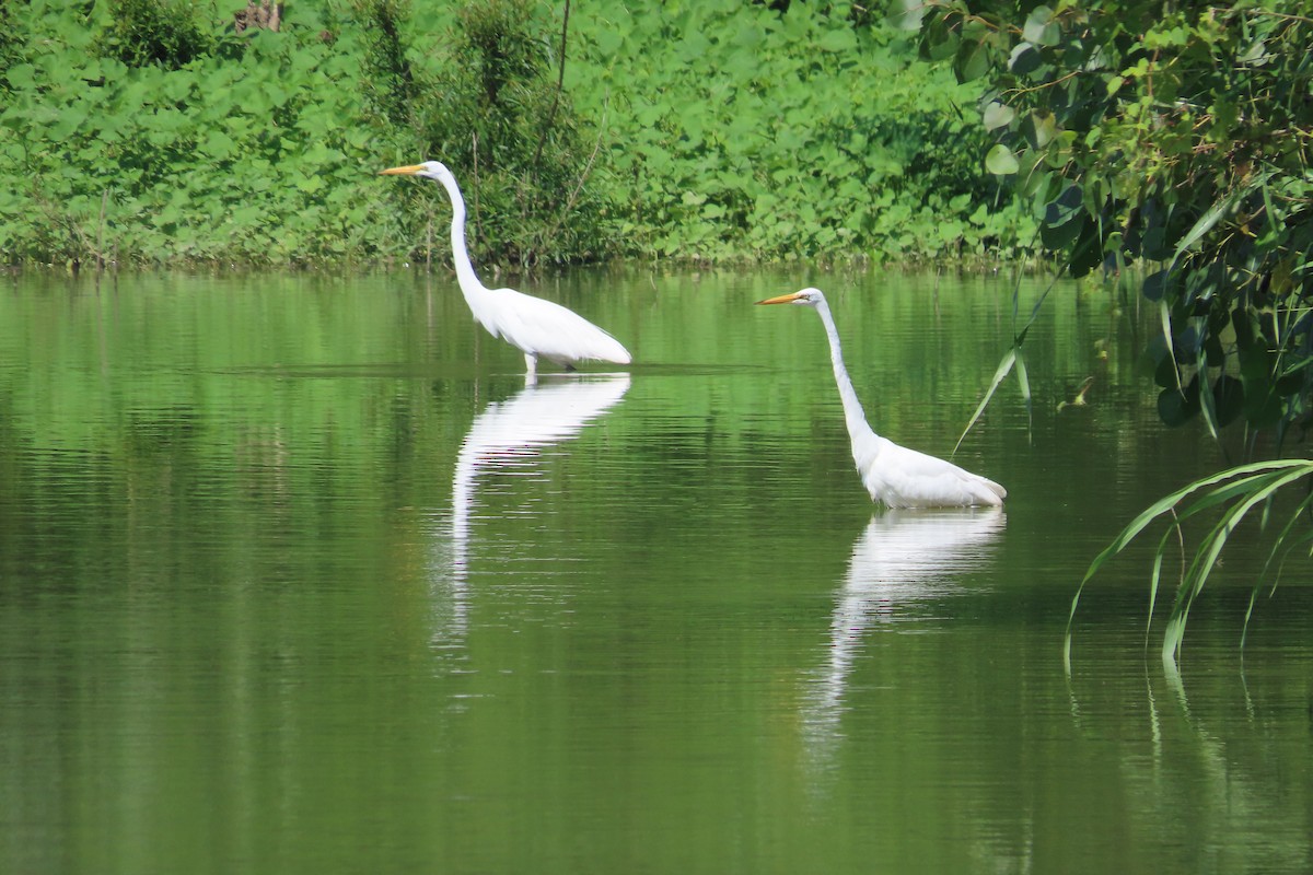 Great Egret - ML639318350