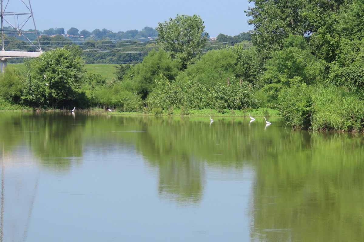 Great Egret - ML639318353