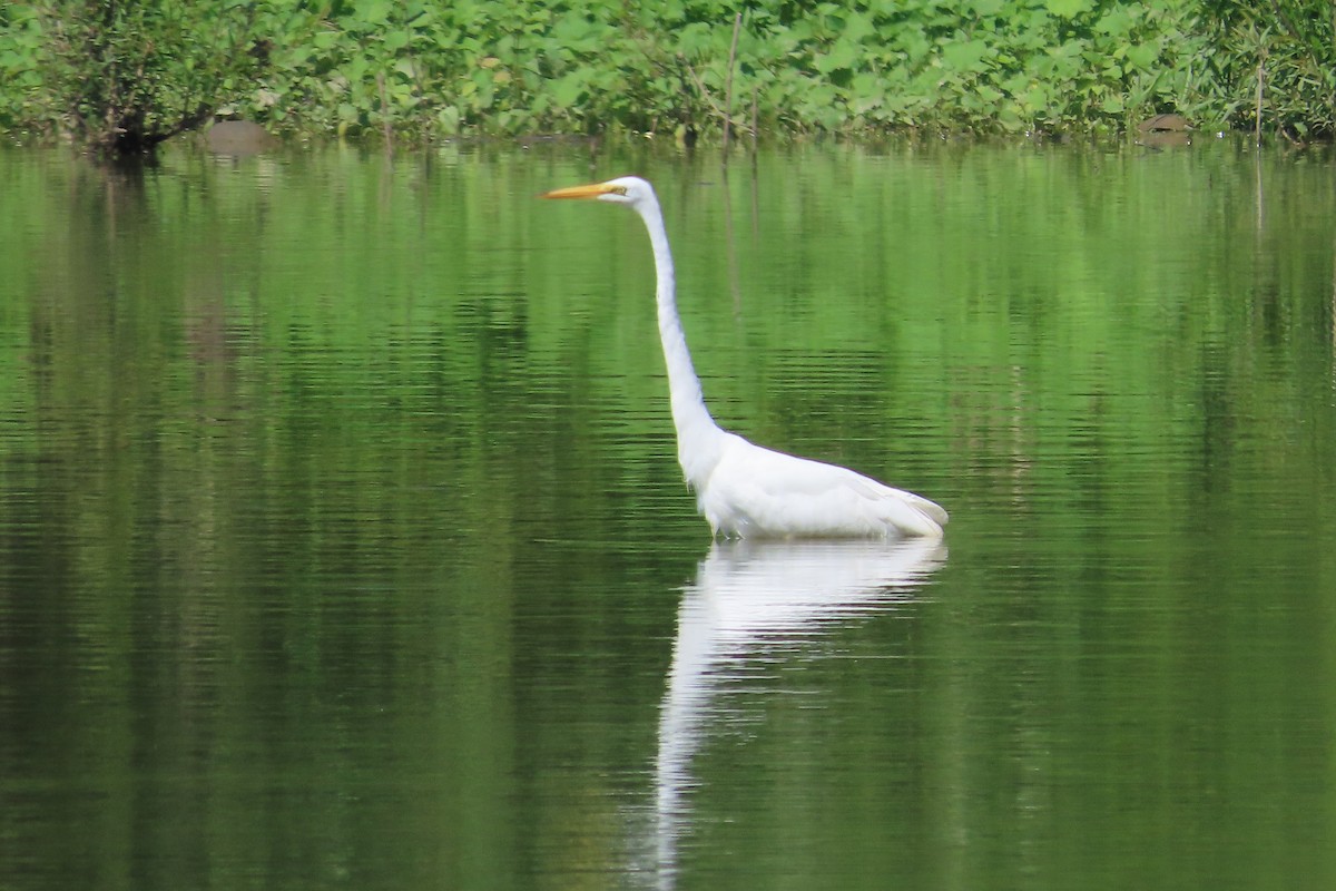Great Egret - ML639318357