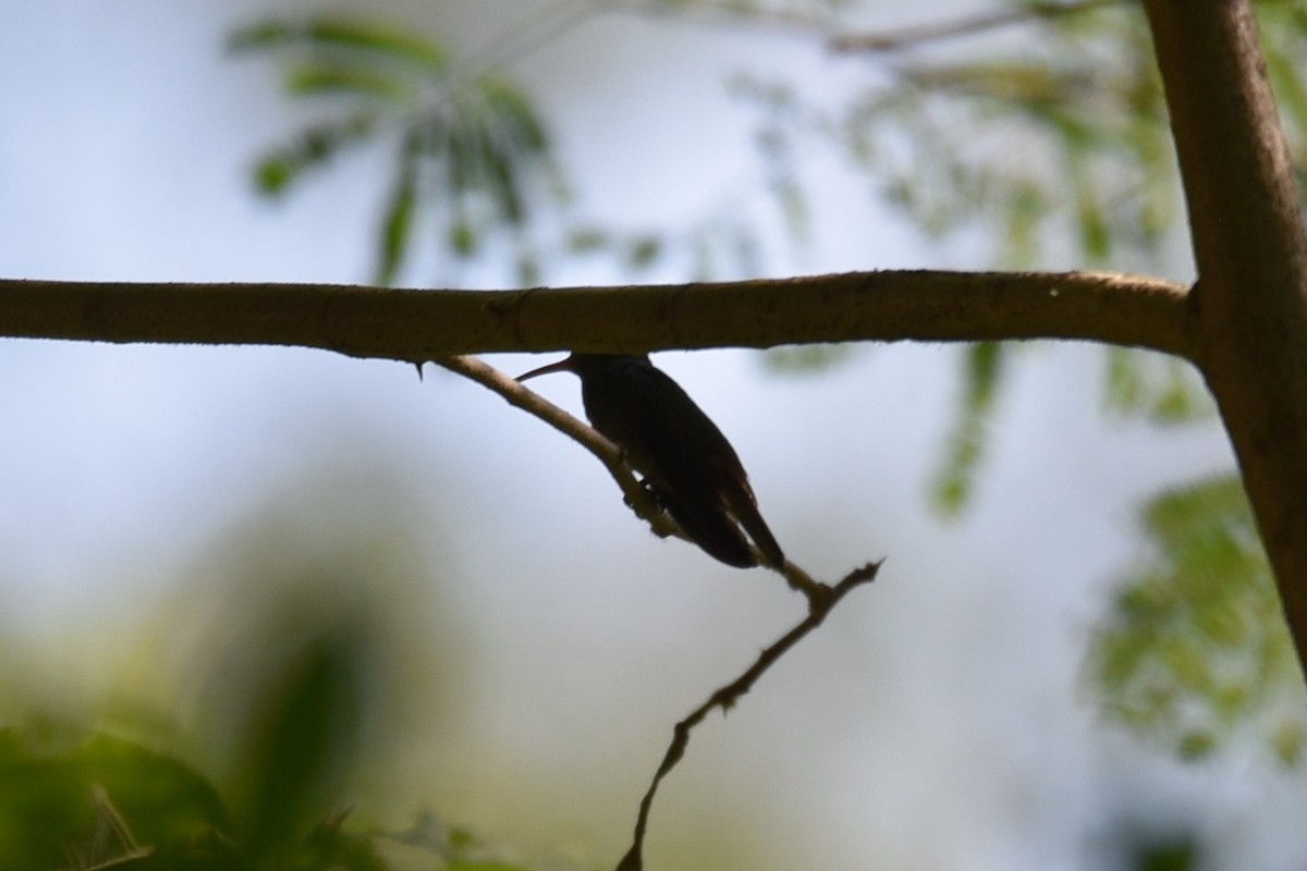 Rufous-tailed Hummingbird - ML639318444