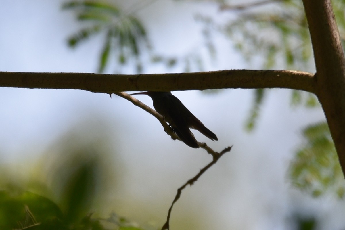 Rufous-tailed Hummingbird - ML639318445