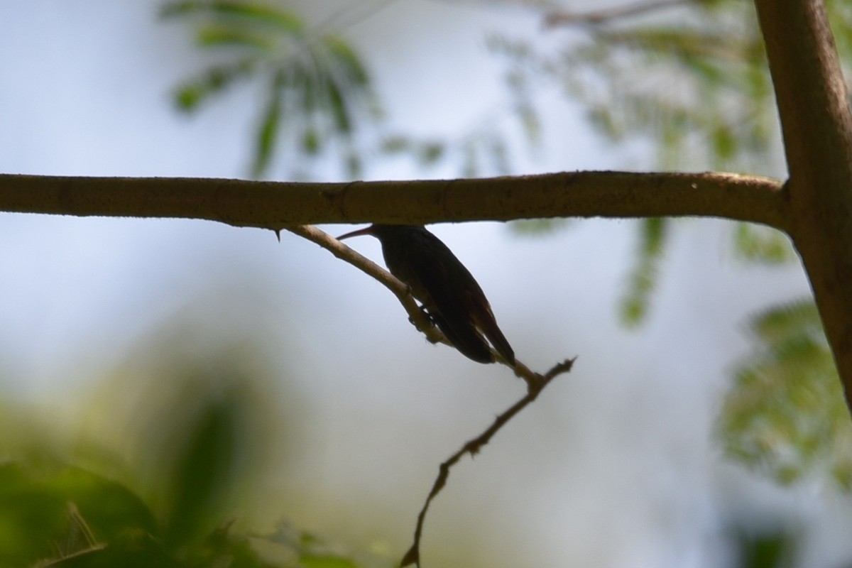 Rufous-tailed Hummingbird - ML639318446