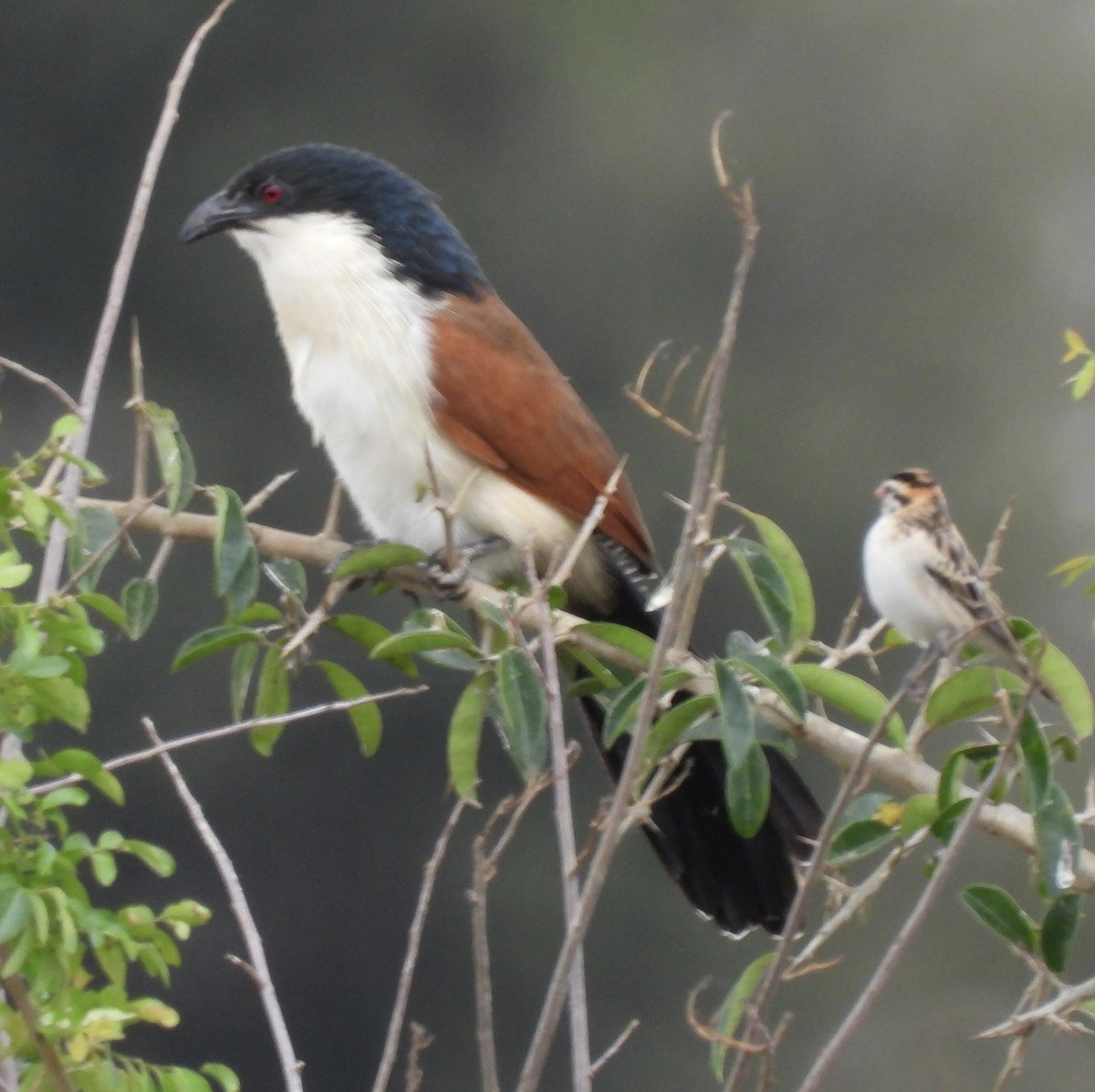 Burchell's Coucal - ML639318465