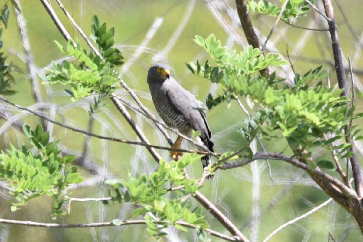 Roadside Hawk - ML639318498