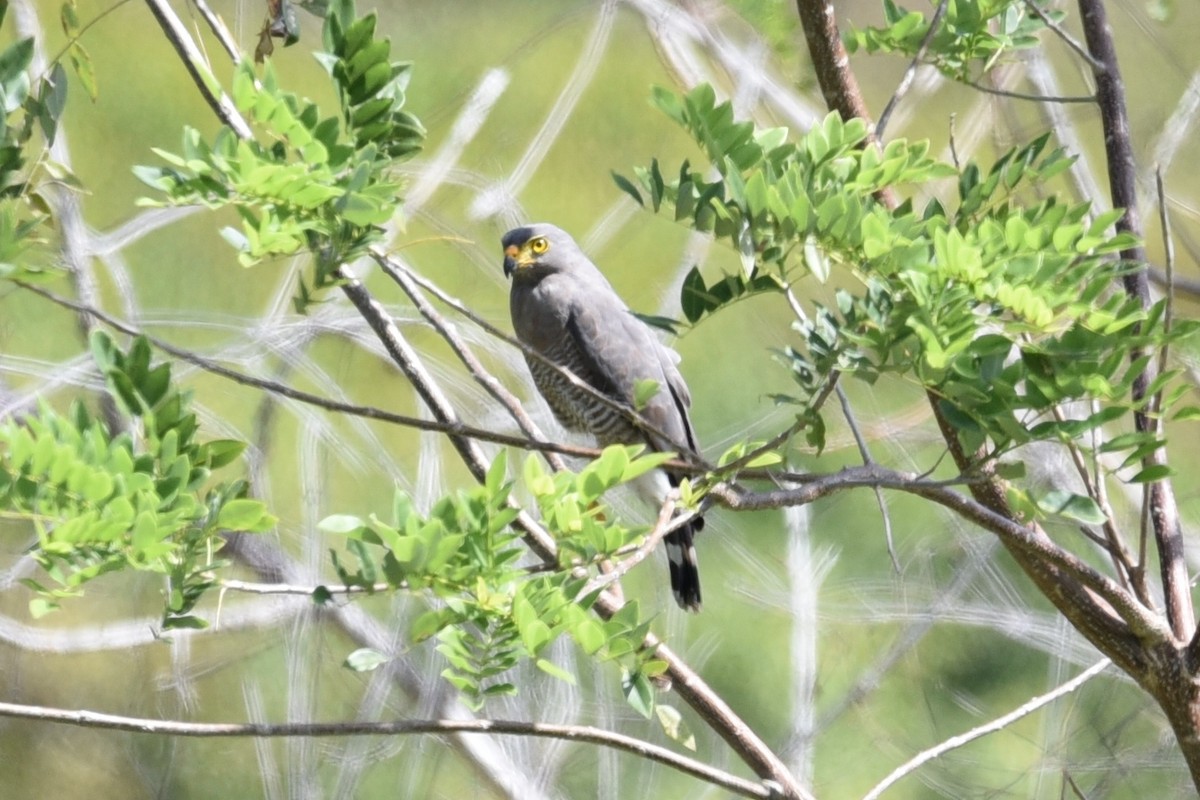 Roadside Hawk - ML639318506