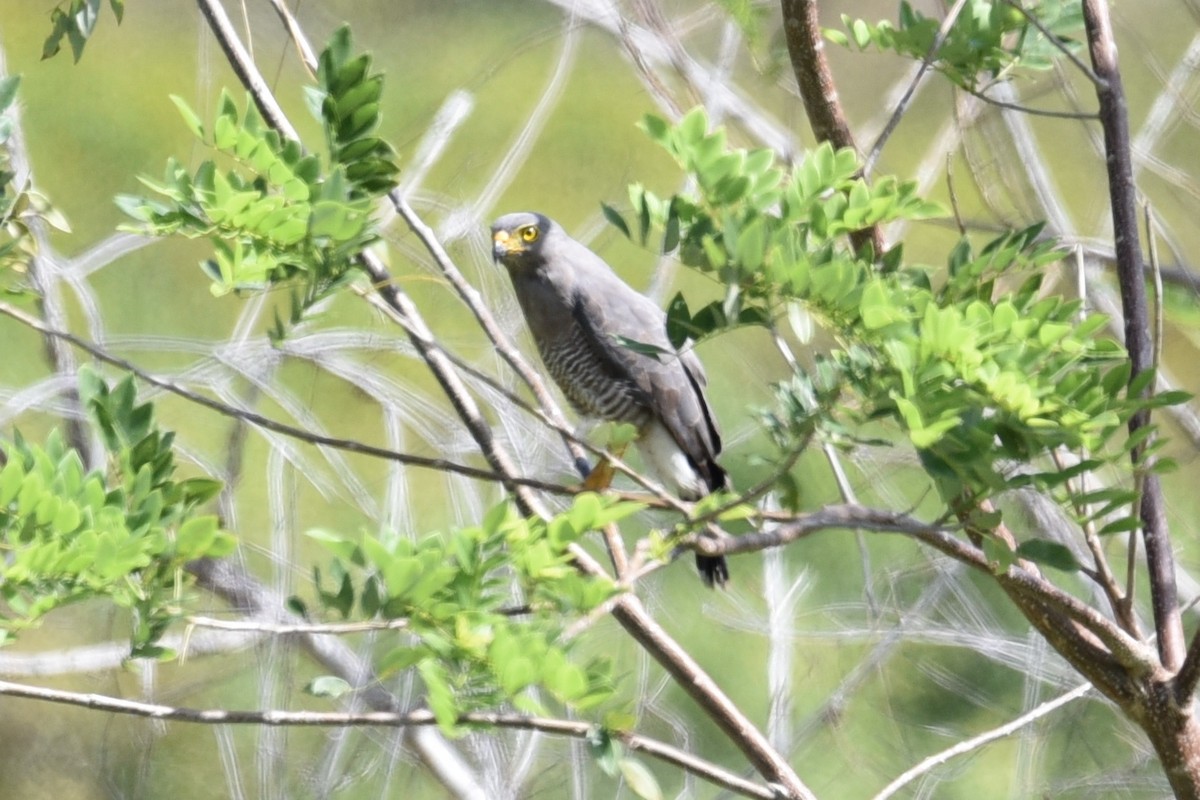 Roadside Hawk - ML639318507