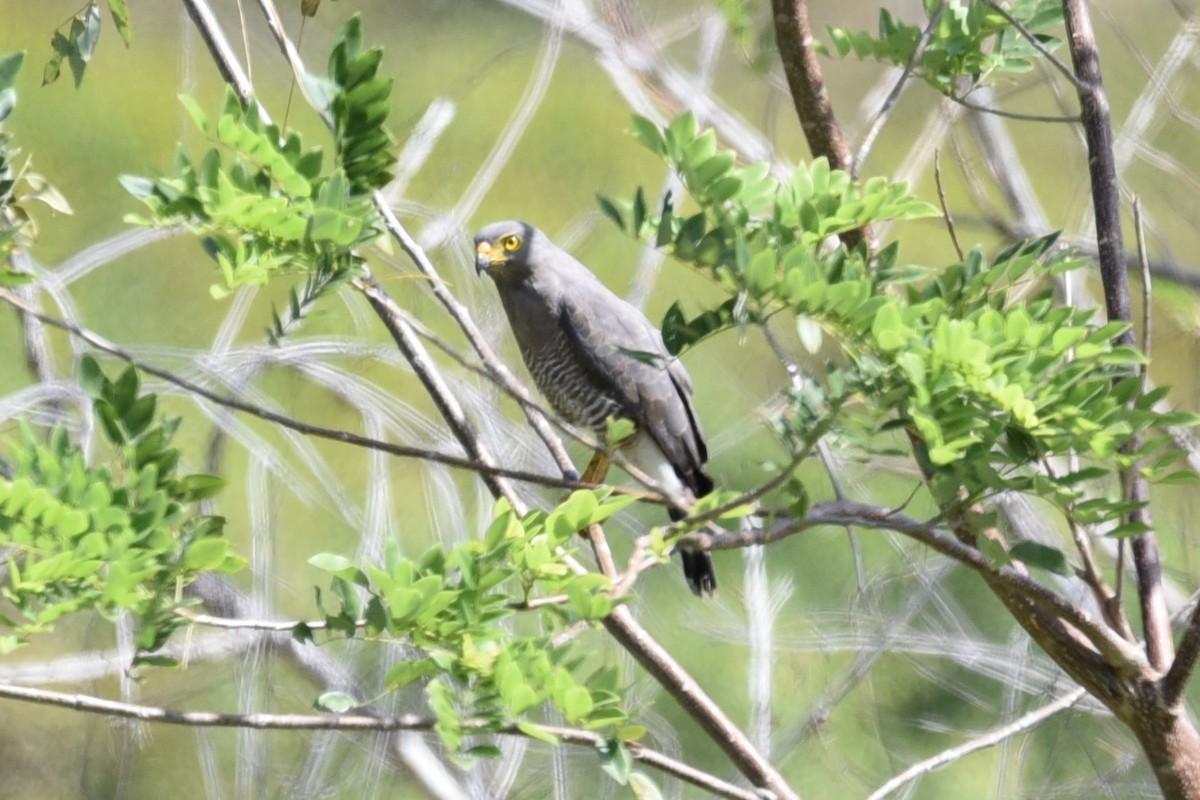 Roadside Hawk - ML639318508