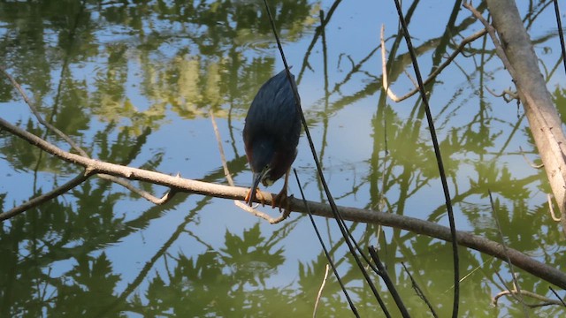 Green Heron - ML639318534