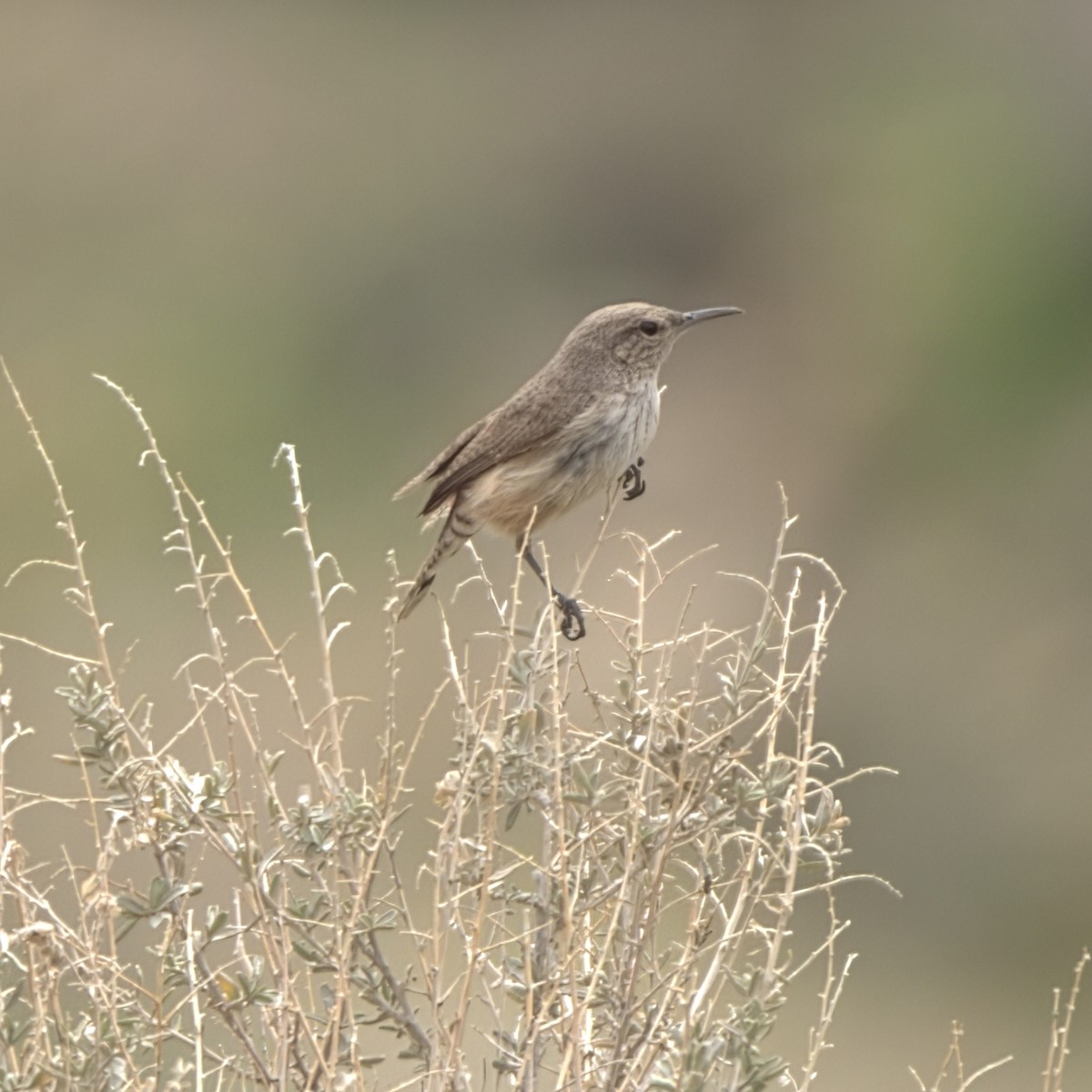 Rock Wren - ML639318541