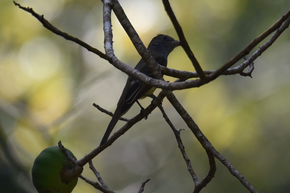 Panama Flycatcher - ML639318557