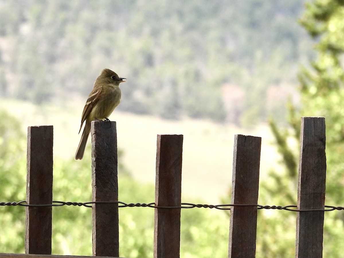 Western Flycatcher - ML639318560