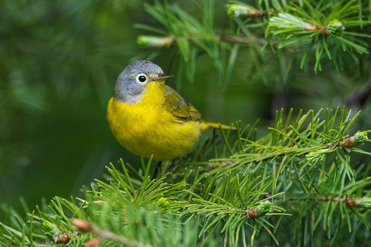 Nashville Warbler - ML639318606