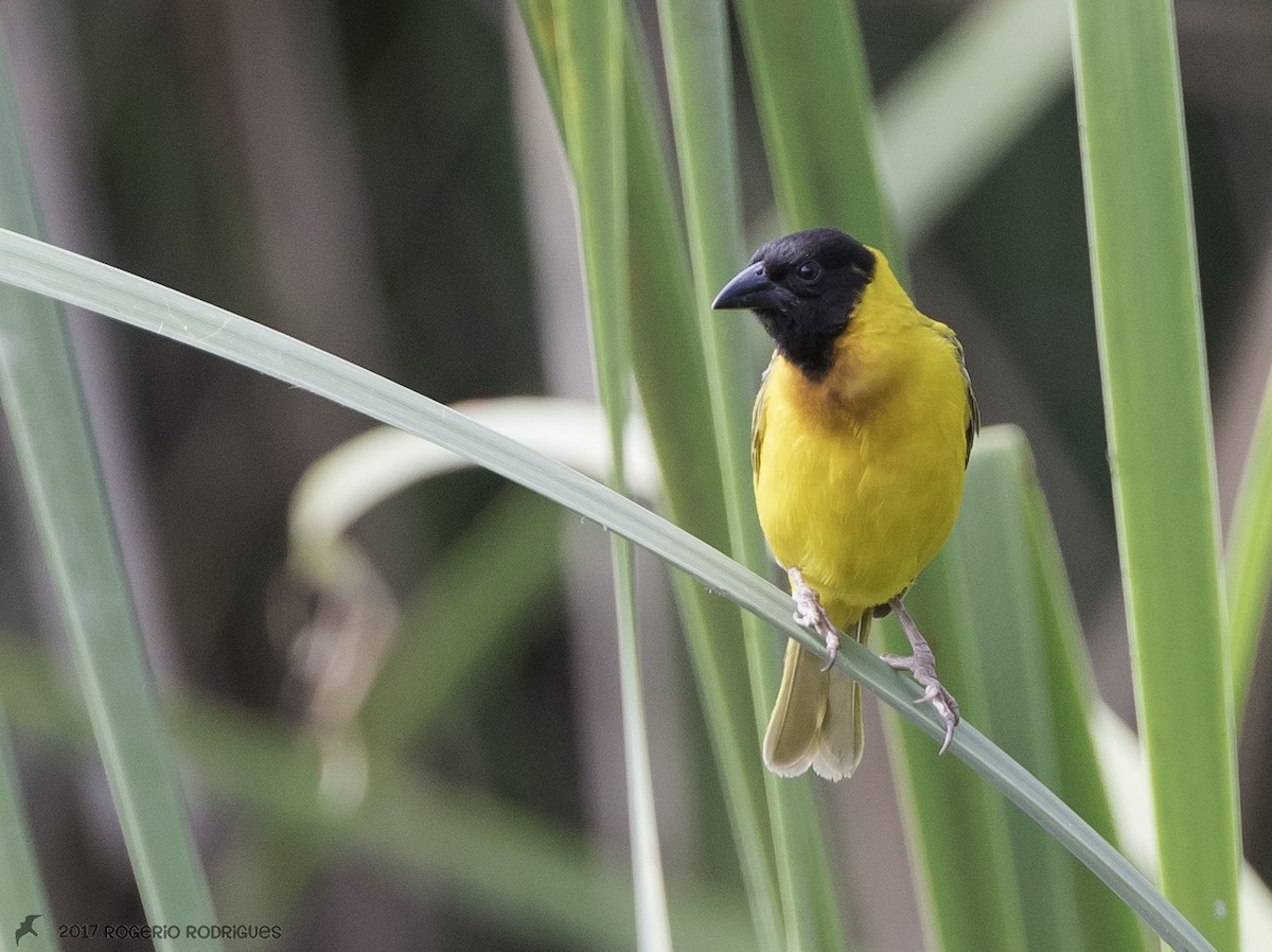 Black-headed Weaver - ML63931861