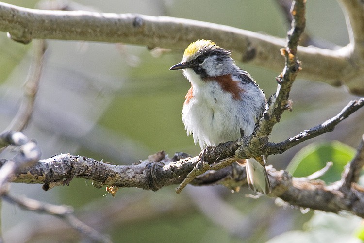 Chestnut-sided Warbler - ML639318649