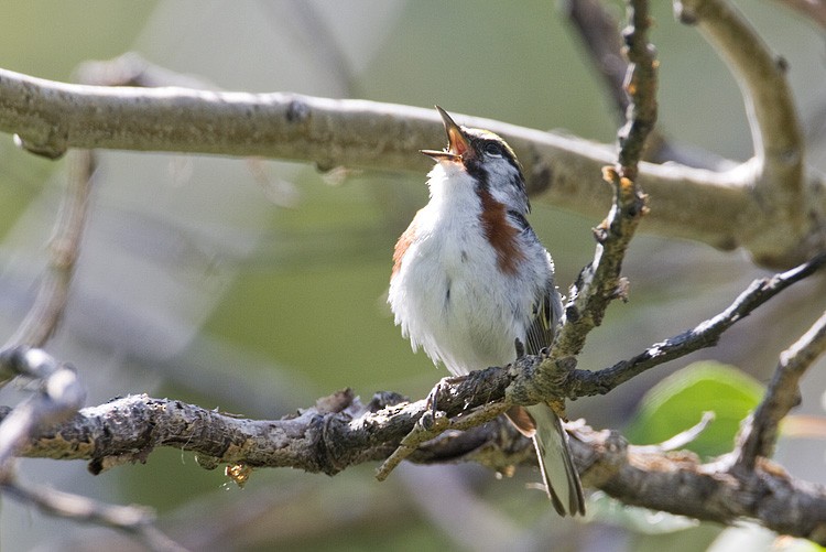 Chestnut-sided Warbler - ML639318657