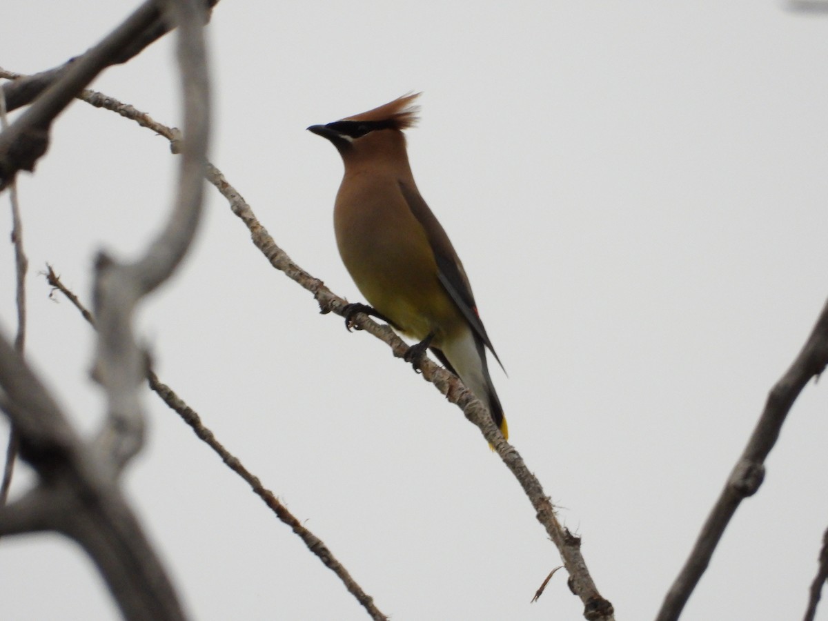 Cedar Waxwing - ML639318717