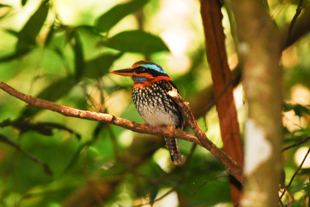 Spotted Kingfisher - ML639318759