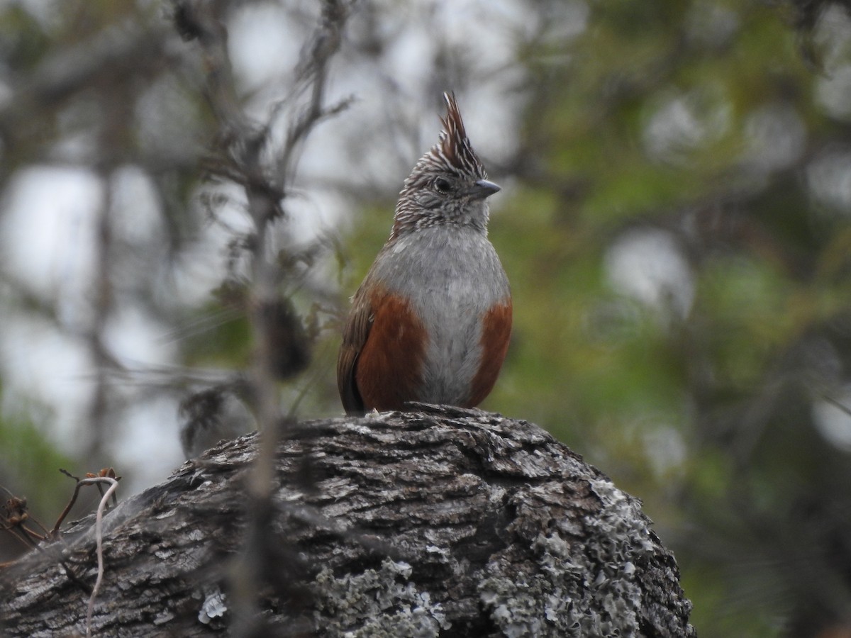 Crested Gallito - ML639318806