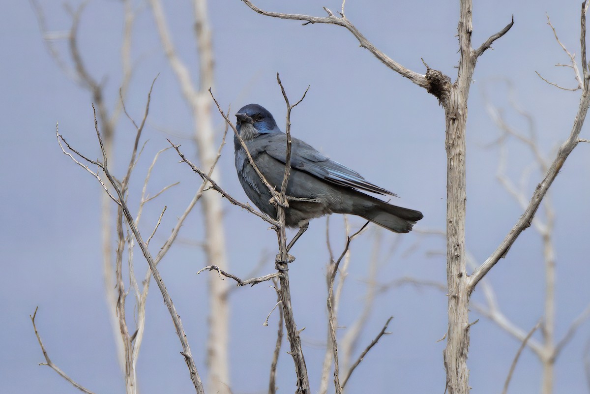 Pinyon Jay - ML639318873