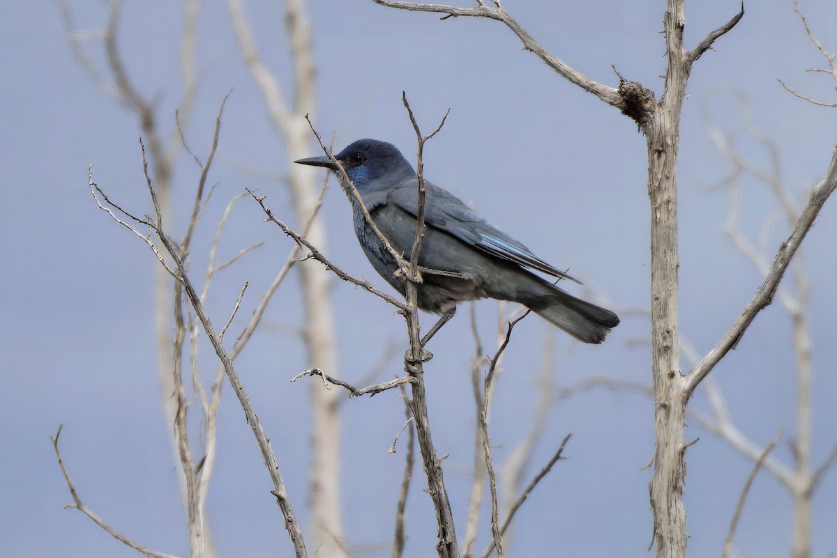 Pinyon Jay - ML639318874