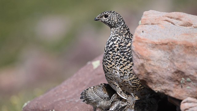 White-tailed Ptarmigan - ML639318930