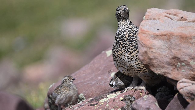 White-tailed Ptarmigan - ML639318933