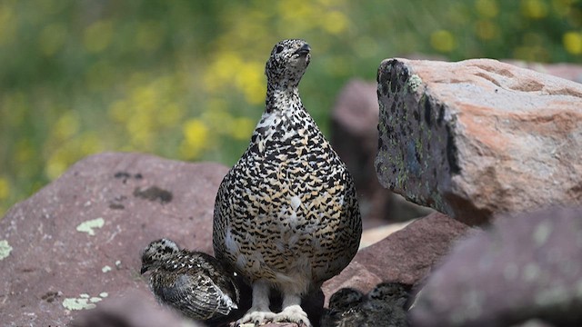 White-tailed Ptarmigan - ML639318944