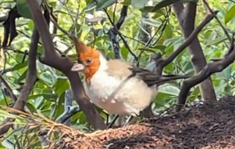 Red-crested Cardinal - ML639318947