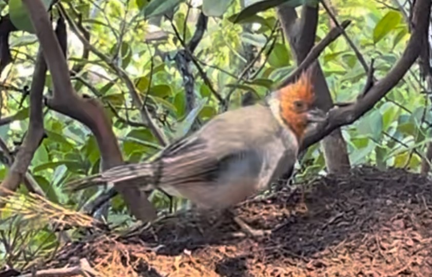 Red-crested Cardinal - ML639318948