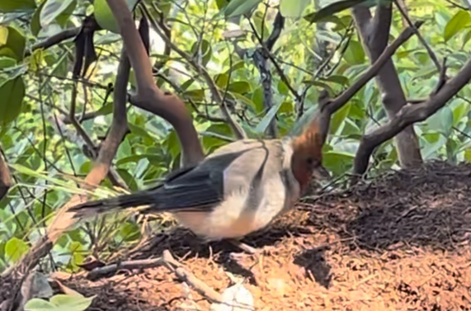 Red-crested Cardinal - ML639318949