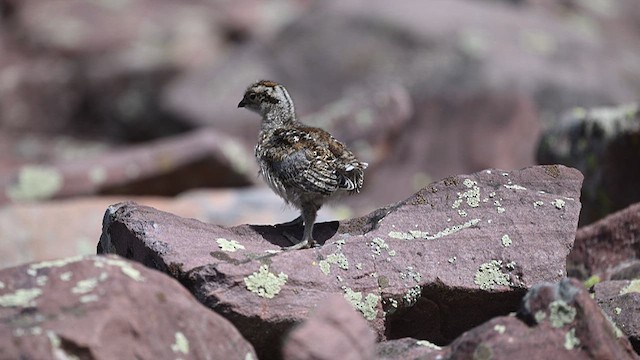 White-tailed Ptarmigan - ML639318950