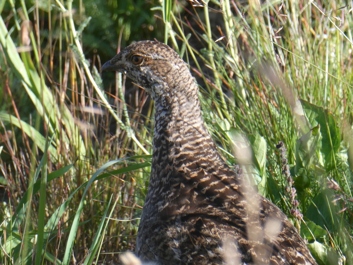 Sooty Grouse - ML639318971