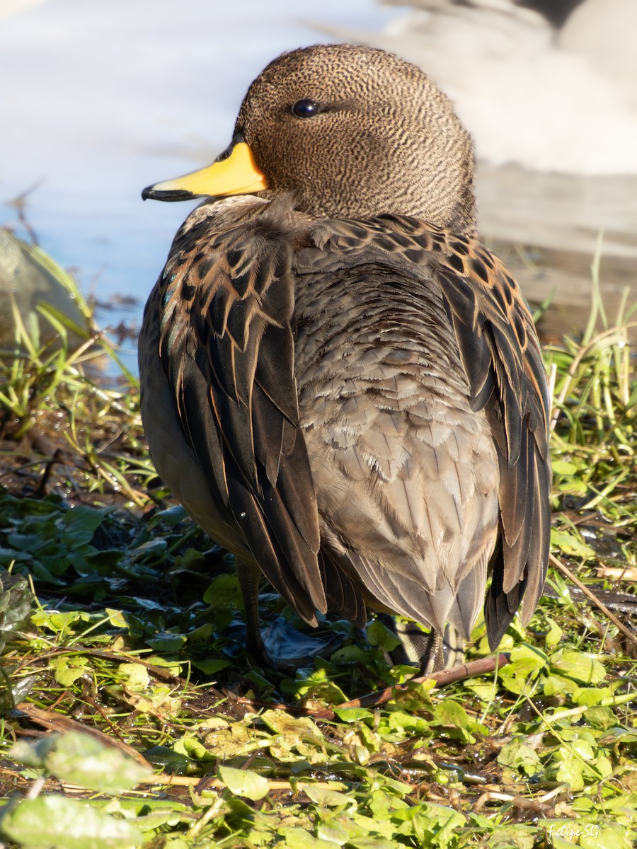 Yellow-billed Teal - ML639319005
